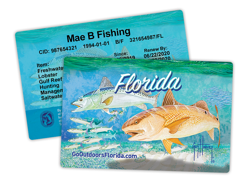 The short version of Florida license rules