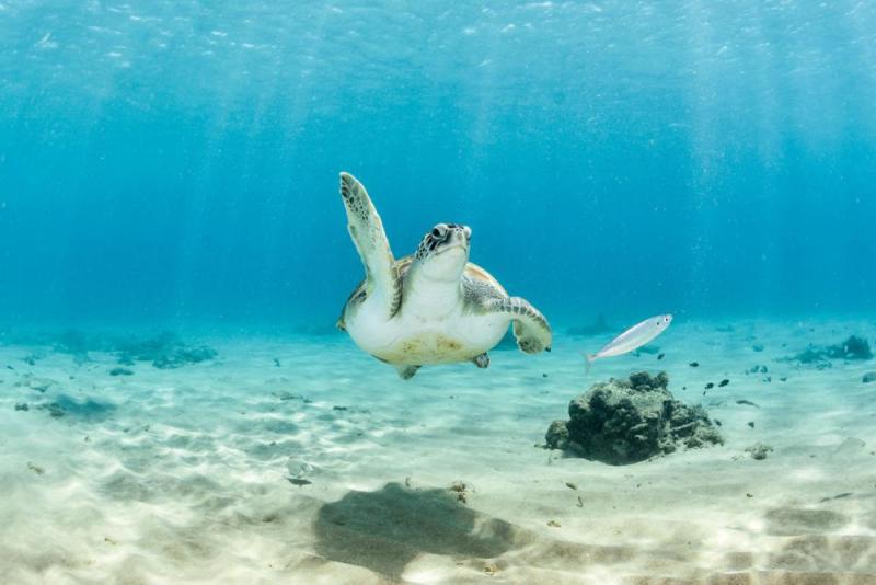 A beachfront stay during sea turtle season