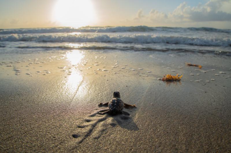 When is sea turtle season in North Redington Beach?