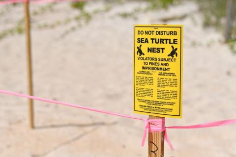 Sea Turtle Season on North Redington Beach: What Visitors Should Know